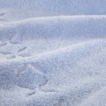 Yves Delorme - Serviette de bain en coton 600 g/m², Nature